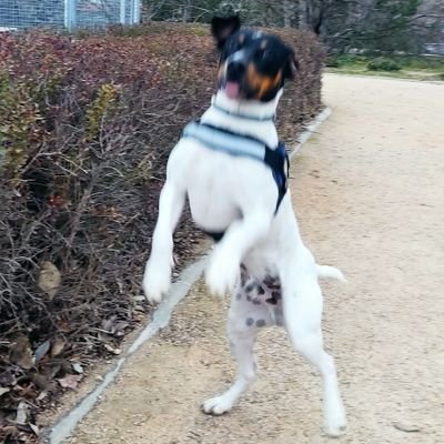 Antonio050375's profile picture. “Si vis pacem, para bellum”.