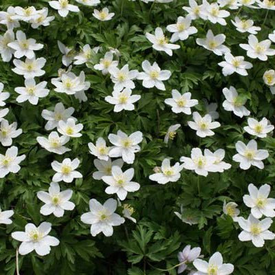 Bosanemonae's profile picture. 🌳🌳🚲📚🏔🌊📽📷🦔 🌳🌳