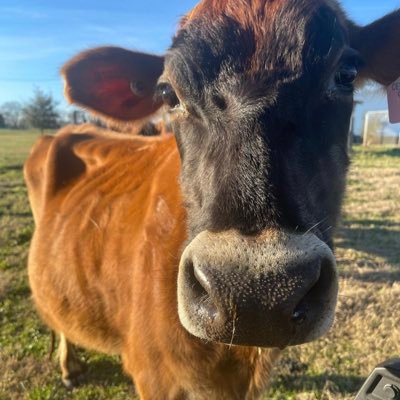 Farm life in Texas 🇺🇸 Haunted 🎃