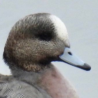 amehi_hidori's profile picture. #アメヒヒ アメリカヒドリ×ヒドリガモの交雑個体を中心にカモ類をRTします。