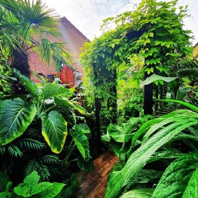 As seen on BBC Gardeners' World
I run Tropical/Jungle Style Gardening UK on Facebook, Instagram @junglegardenleeds