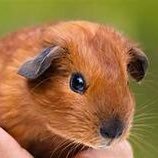 PattyLuvsCats's profile picture. Married; mom to 5 fur babies; major animal lover; counting the time to retirement; firm believer of find the humor in everything. KINDNESS is key!!