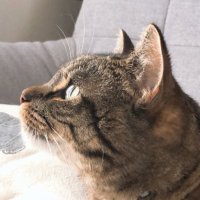 よる (@ychaan_r) 's Twitter Profile