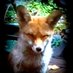 Ajax the Friendly London Urban Fox #foxes #cubs (@AjaxTheUrbanFox) Twitter profile photo
