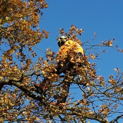 Award-winning ARB & Alcumus-approved tree surgery experts. Business Champion Awards finalists. Site clearance, vegetation management, topiary & landscaping.