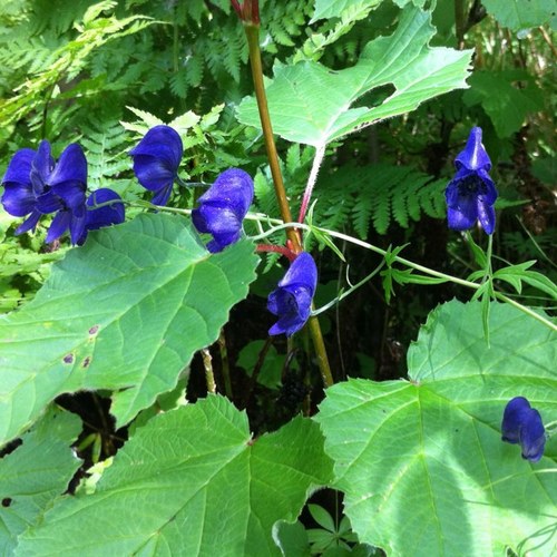 RealAlaskanGirl's profile picture. 