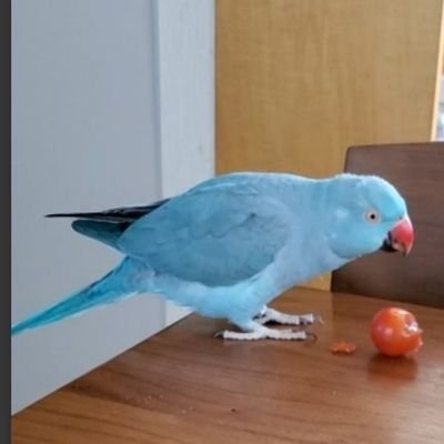 逃がしてしまった水色のワカケホンセイインコを探しています。保護された方には御礼あり。緑ではなく水色のインコです。
探す傍らセキセイインコを保護していて飼い主さんを探しています。スパムは報告してブロックします。