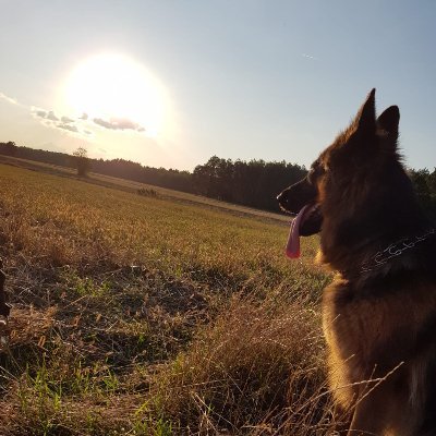 darek_rom's profile picture. Urodziłem się nad Bałtykiem. Pokochałem Góry, Mazury i Bieszczady, mieszkam na Podlasiu. Taki swojski Johnnie Walker. Kocham zwierzęta - wszystkie!  🇵🇱🇺🇦