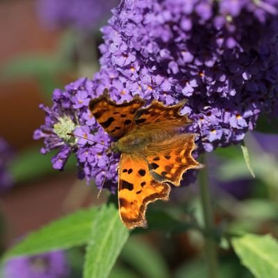 flowers, birds, butterflies and kids