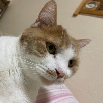 apexplayer85238's profile picture. '99/s9.11.12.14😈/🦷の大学国試を控えてる6年生/@playapex