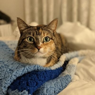 archaeologist🏺, aspiring polyglot, learning 🇫🇷, mama, wife, hiker, fan of space operas 🚀 🌌, cat lover against the Bomb 😺 💕 I love all! 🏳️🌈🏳️⚧️♿✡️☪️✝