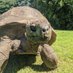 Jonathan the Tortoise Fan Account (@turtlegang423) Twitter profile photo Jonathan the Tortoise Fan Account (@turtlegang423) Twitter profile photo