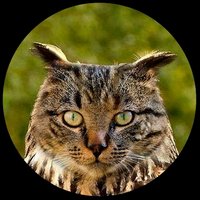 CatBird Tags 😺 Retired 🦉(@CatBirdTags) 's Twitter Profileg