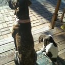 Joyce bennett-hansen - @BennettJoyce - Twitter