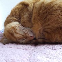 ｔｏｒｉ (@t_metamorphose) 's Twitter Profile