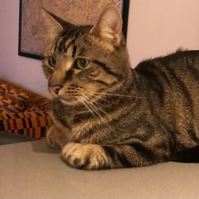 British shorthair mackerel tabby living in east London and served by his human. #catsoftwitter #catsontwitter #tabbycatd