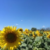 この程度の国民には この程度の政治 ネトウヨ相手は一度まで (@rockujapan3) 's Twitter Profile Photo この程度の国民には この程度の政治 ネトウヨ相手は一度まで (@rockujapan3) 's Twitter Profile Photo
