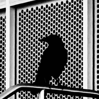 radiozhuangzi's profile picture. 無