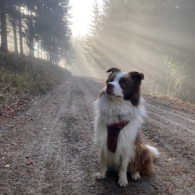 unterrichtend, laufend, radelnd, Tennis, Ski und vor allem unser Border-Collie!