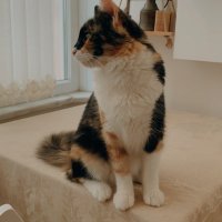 Cookie 🍪 ama kedi😻(@Cookieamakedi1) 's Twitter Profile Photo