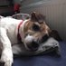 Jack Russell (@fiestylittledog) Twitter profile photo