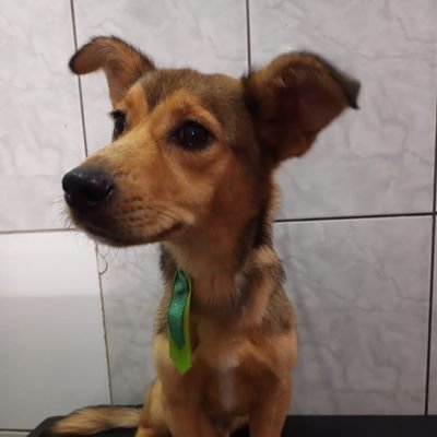 cachorrodimi's profile picture. Nem perca seu tempo comigo, sou um cachorro e orgulhosamente Baiano!