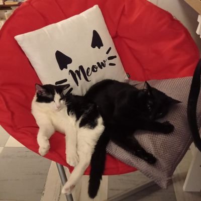 Déesse du foyer et pôtite chatte parfaite. Je juge mon humaine, mais je l'aime quand même. adoption de pôtit truc en septembre 2020.