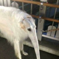 Snoot Dog(@skrabkanamrkve) 's Twitter Profile Photo