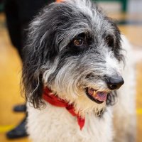 Ozzy (@ozzy_giller) 's Twitter Profile Photo