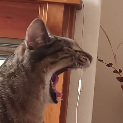 anastasiascarr's profile picture. words. use them wisely. been described as a woolly, liberal hippy. fools. I have teeth.