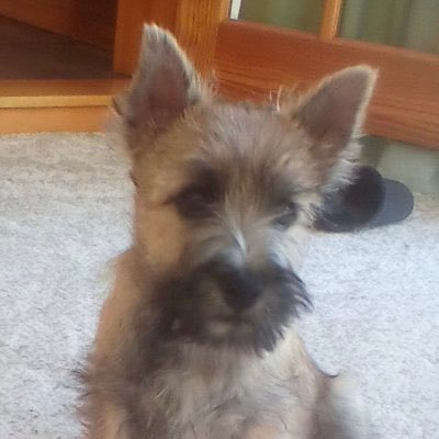 My name is Welly (government name is Wellness). I'm a troublesome little Cairn Terrier boy. Sergeant in the #ZSHQ