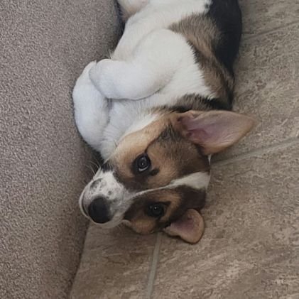 I'm a cowboy corgi learning how the world works! Loving and living with my sister, Nessie. 
Give me treats.
Born 11/14/2021