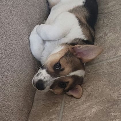 I'm a cowboy corgi learning how the world works! Loving and living with my sister Pepper and brother Ruben.
Give me treats.
Born 11/14/2021