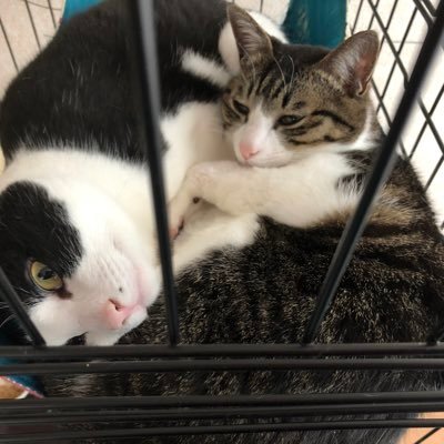 T3FrN8XmkyCoaWg's profile picture. 🌟