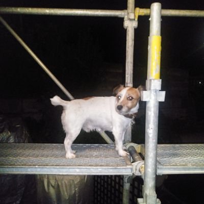 cho2spcom's profile picture. なあど？