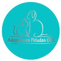 AdopcionesPeludasGdl(@adopeludasgdl) 's Twitter Profile Photo