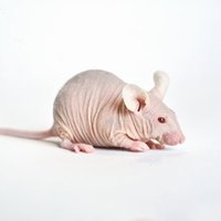 Jikky Kij 🐭 (@jikkykjj) 's Twitter Profile