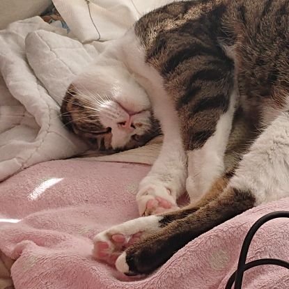 マキさんのプロフィール画像