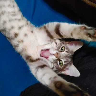 Anthaican's profile picture. 