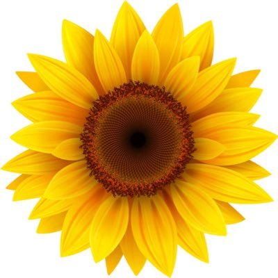 voidedyo's profile picture. Uncredited screenwriter for the Zapruder film. Teaching my cats to use the toilet isn't going well. He/him/his