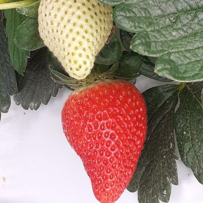 PLANTAS DE FRESAS CERTIFICADAS