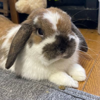 メルはお月様に帰り🌕R2.8.13生まれのラテが家族に🐰癒されています~ブラックベイベーです⭐️バタフライが大好きです🐬