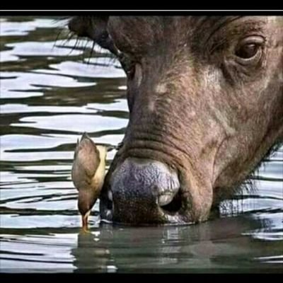leodigardcyrilo@gmail.com
Kagera sugar fc /Chelsea fc Why do we have two ears but single mouth?