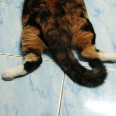 คุณแต่นแต๊น||วัยรุ่นส้มเป็นหย่อมหย่อมさんのプロフィール画像