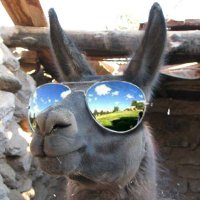 Apocalypse Llama(@gulagllama) 's Twitter Profile Photo