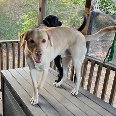 va_matty's profile picture. I’ve left this platform for the time being for my own safety because the new owner is an egomaniacal cuck. I wish all the best to my friends.