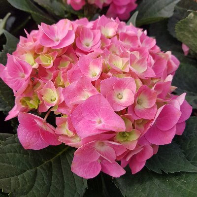 PhcNguynnh2's profile picture. love everybody