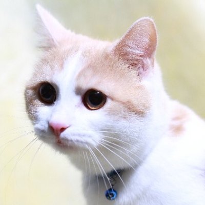 以前猫をたくさん飼っていましたので今でもねこは大好きです。やっぱり可愛いですし、ともかく面白い生き物です。猫といると飽きないし、何をするのか分からない、とにかくしぐさが可愛い。そんな猫たちと暮らした思い出を本にしました。『こねこ ネコ 猫 こねこ ネコ、やっぱり ＮＥＫＯが好き。』という電子書籍です。m(__)m