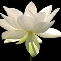 Mrs.Chiara Luce (@mrschiaraluce) 's Twitter Profile