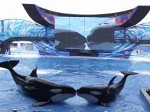 reviewurorlando's profile picture. Why choose http://t.co/NXFVEtBmG6? The number one site for people who are in love with Orlando!